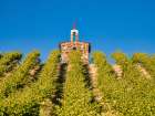 Red Willow Vineyards with stone chapel (PR) Art Print